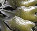 Bladderwrack
