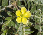 Bladderwrack