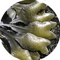 Bladderwrack